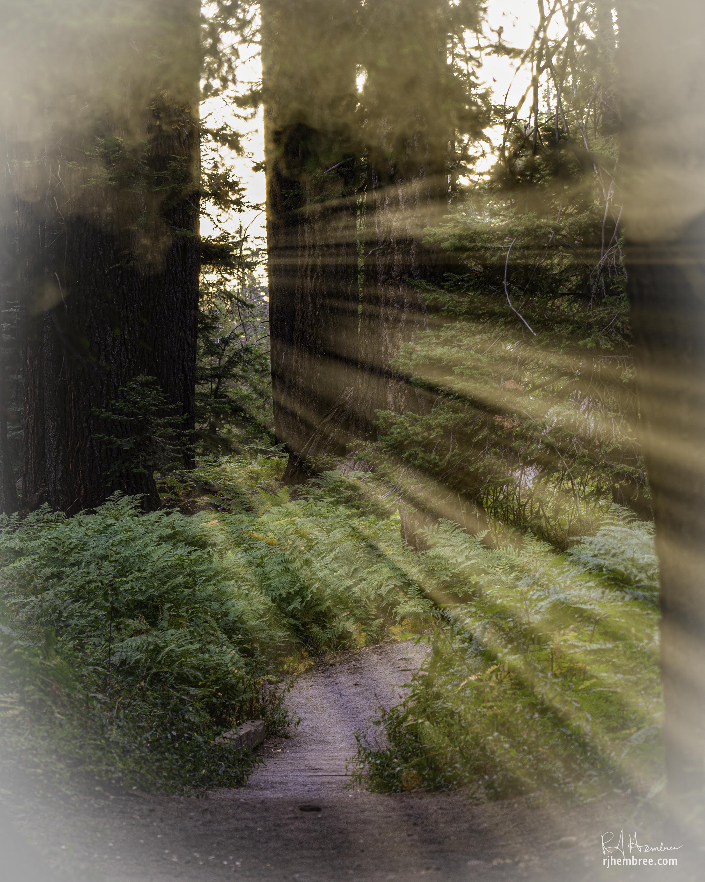 The Forest