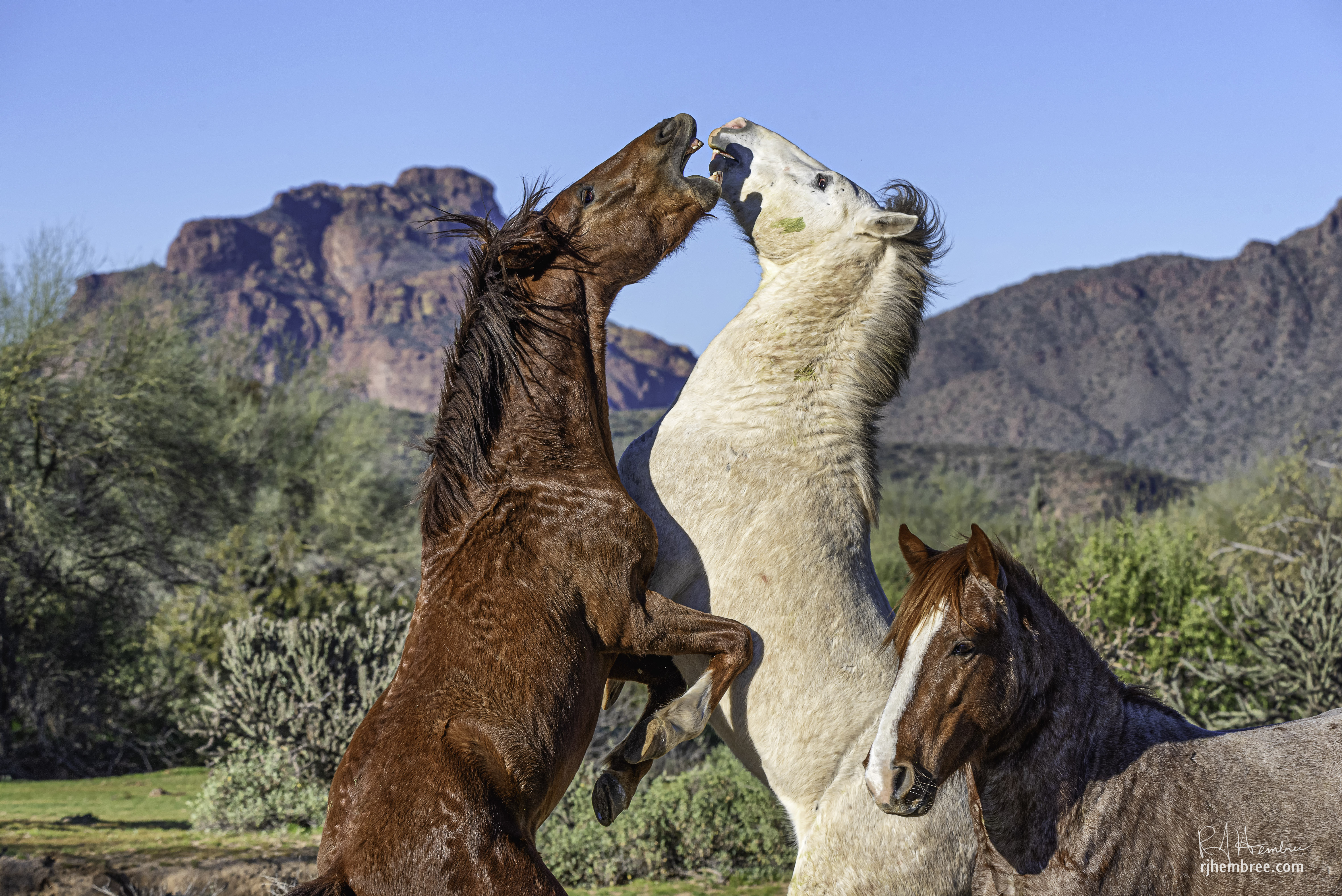 Wild Horses