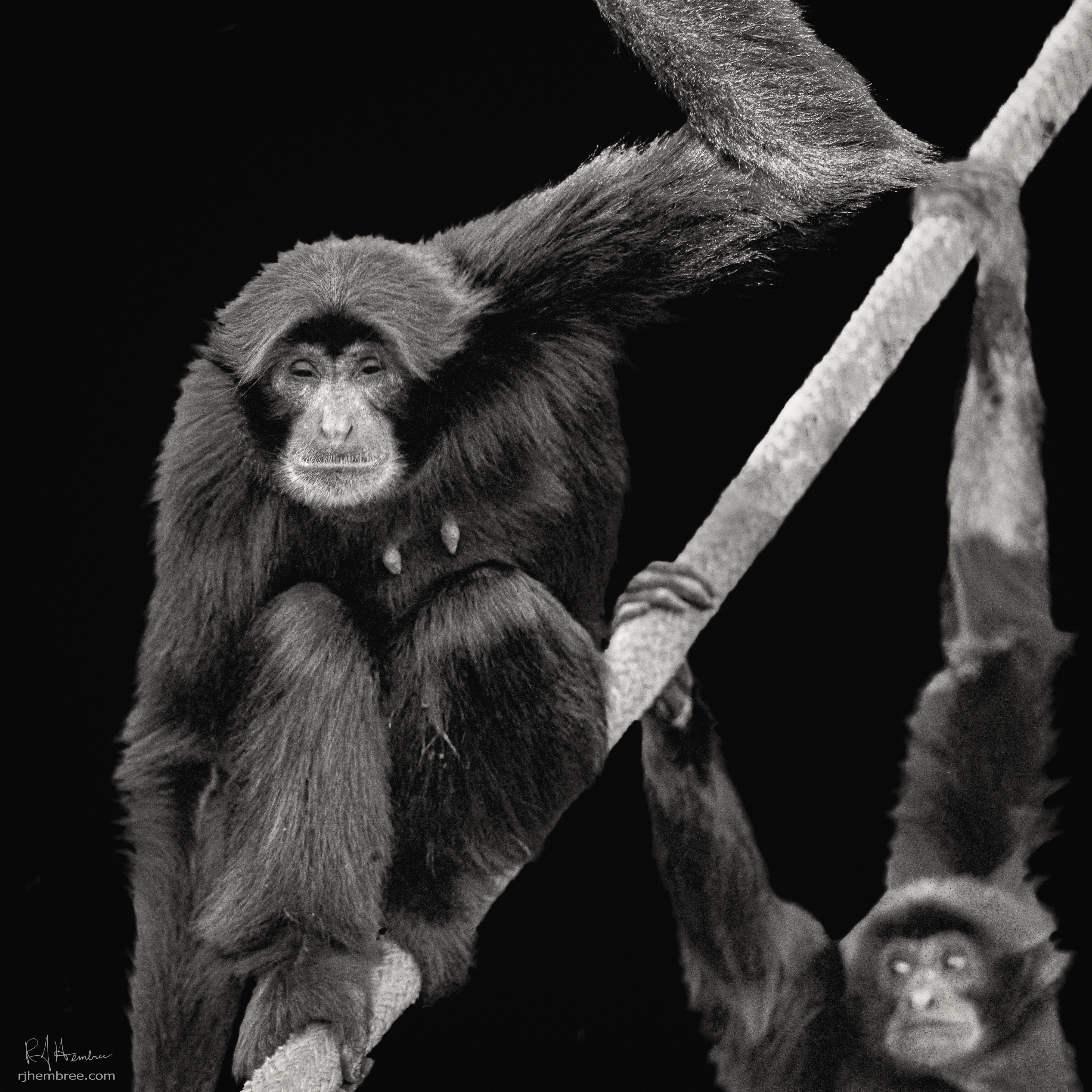 Socila Climber